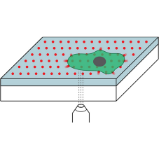 Confocal reference free traction force microscopy